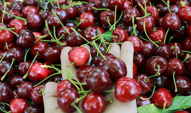 Konya'da Hadim kirazında hüzünlü hasat