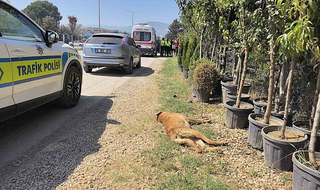 Köpeğe çarpan motosikletli yaralandı