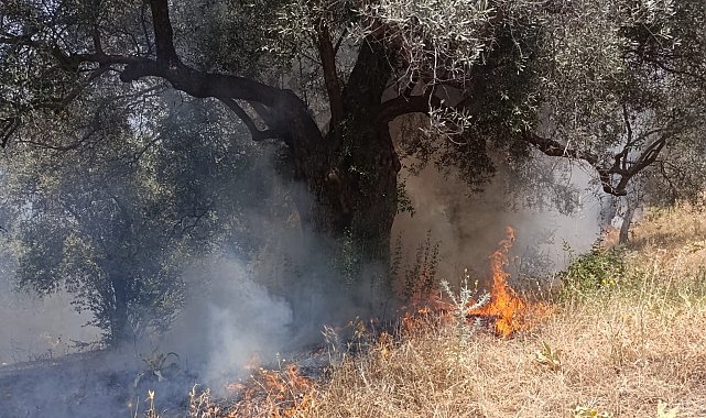 Köşk'teki zirai alan yangını büyümeden söndürüldü