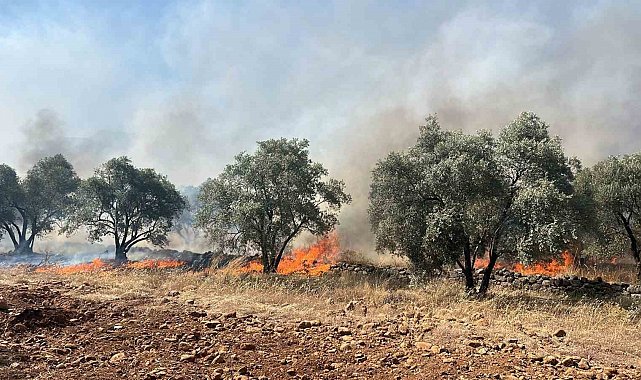 Köyceğiz'de zeytinlik yangını