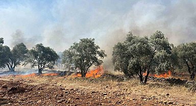 Köyceğiz'de zeytinlik yangını