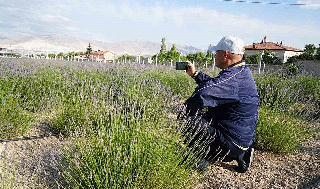 Köyde 'lavanta bahçesi' turizmi