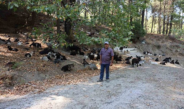 Koyun, keçi ve çobanların kıymeti bilinmedi, ülkenin en büyük sorunu yangınlar oldu