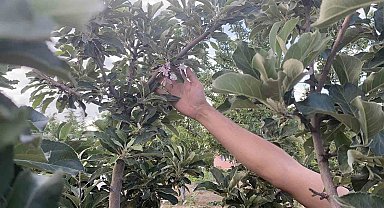 Kulu'da elma ağacı çiçek açtı