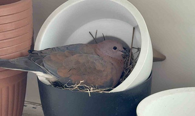 Kumru, saksının içine yuva yaptı