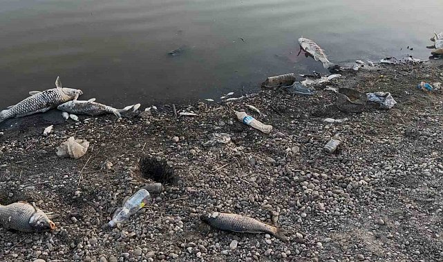 Kuraklığın vurduğu Yeşilsırt Barajı'nda balık ölümleri başladı