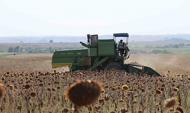Kuraklık Çukurova'da ayçiçeği hasadını erkene çekti