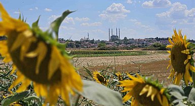 Kuraklık Trakya'yı vurdu: Ayçiçeğinde verim alarmı