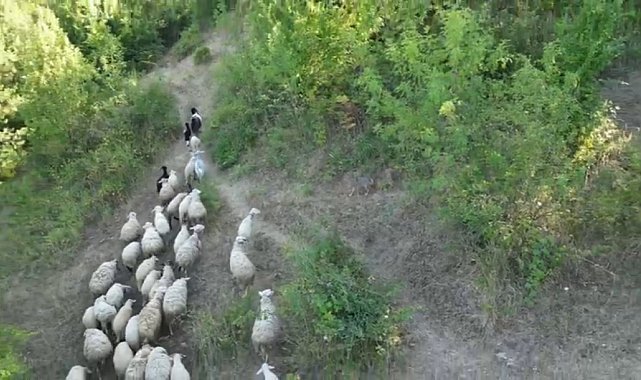 Kurdun koyunlara saldırısı dronla önlendi