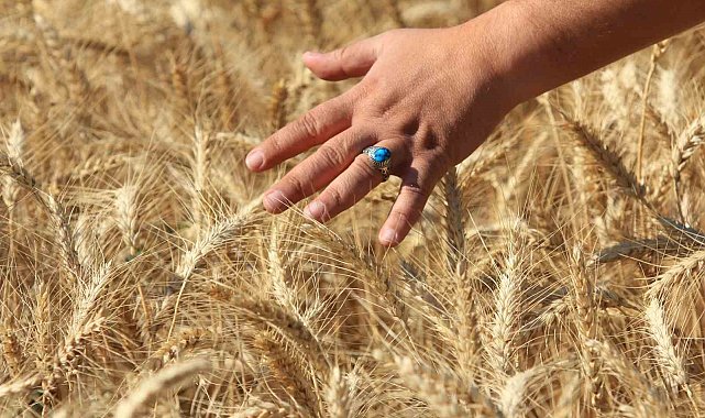 Küresel hububat üretiminde tüm zamanların en yüksek seviyesi bekleniyor