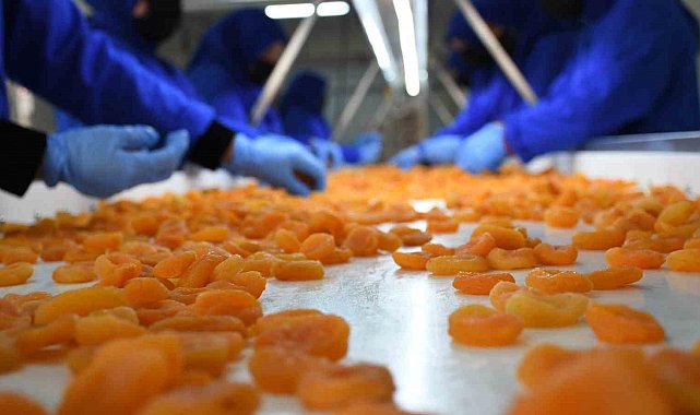 Kuru kayısı dış ticaretinde düşüş sürüyor