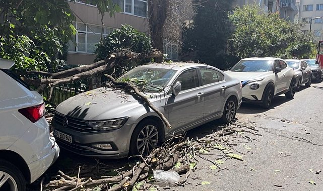Kurumuş ağaç dalı aracın üzerine düştü: Vatandaş son anda kurtuldu