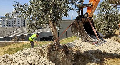 Kuşadası Belediyesi zeytin ağaçlarını yaşatıyor