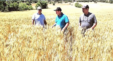 Kütahya'da 3 bin 105 dekar alana ekilen buğdayların tarla kontrolleri tamamlandı
