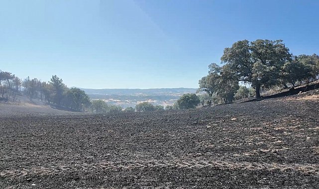Kütahya'daki orman yangını kontrol altına alındı