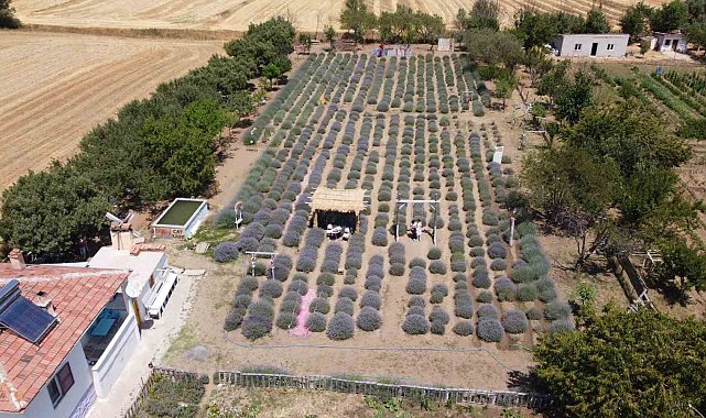 Lavanta kokulu başarı hikayesi: Yozgatlı Murat çevresine ilham veriyor