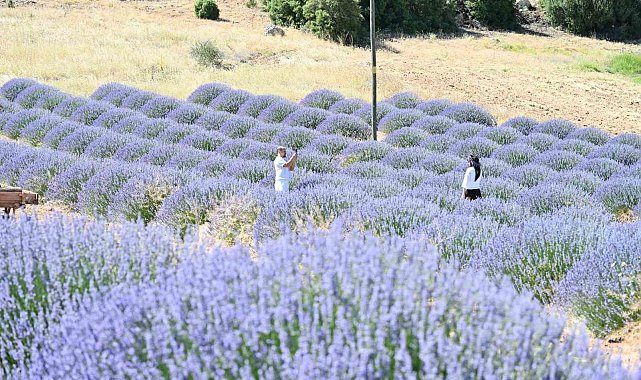 Lavanta Kokulu Köy Kuyucak'ta mor şölen sakin geçiyor