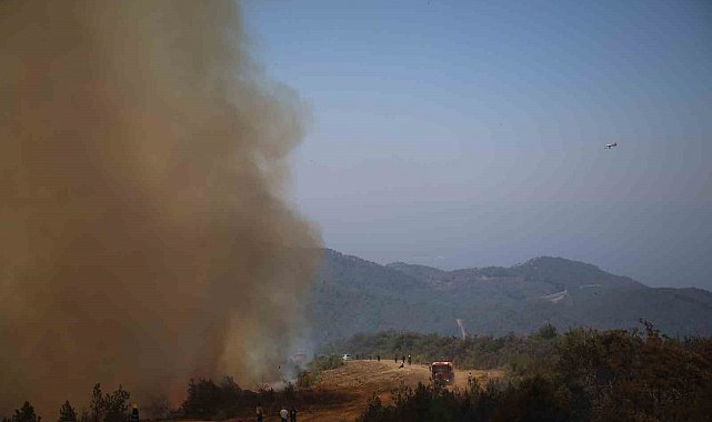 Lazkiye'deki orman yangınlarında 15 bin hektardan fazla alan kül oldu