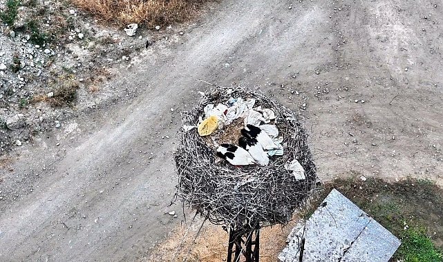 Leylek ailesi uyurken görüntülendi