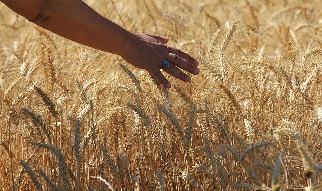 Makarnalık buğdayın fiyatı arttı ekmeklik aynı kaldı