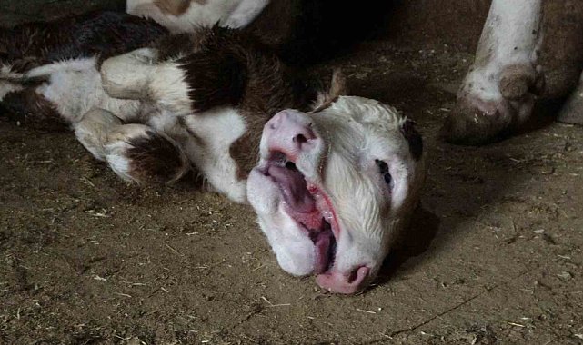 Malatya'da çift başlı doğan buzağı şaşırttı