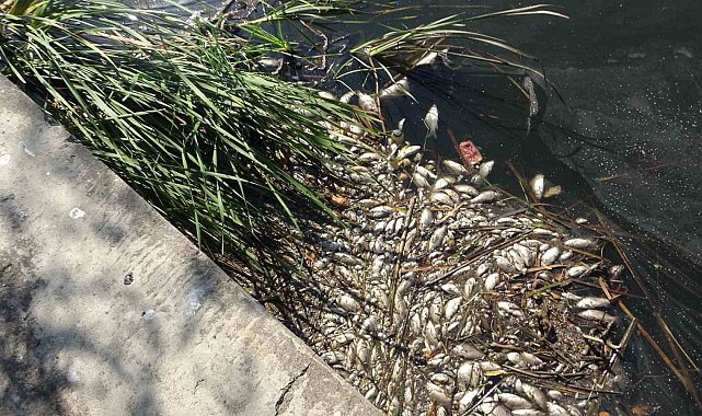 Maltepe Süreyyapaşa Barajı'nda şüpheli balık ölümleri vatandaşları endişelendiriyor