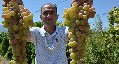 Manisa'da 'çilek uzümü' hasadı başladı