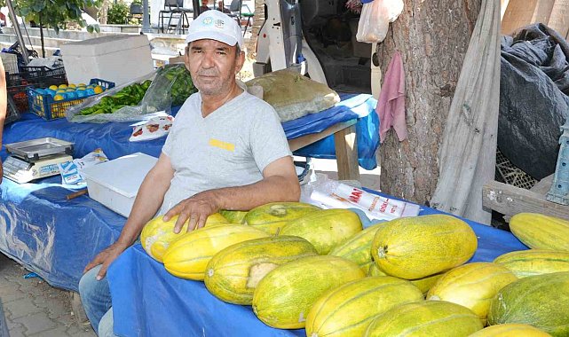 Manisa'da Altınbaş Kavununda hasat başladı