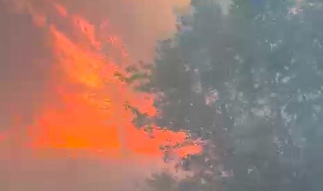 Manisa'da orman yangını