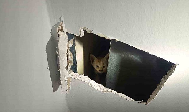 Mardin'de havalandırma boşluğuna düşen yavru kediler kurtarıldı