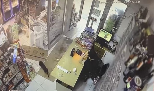 Markette kutuyu hareket ettiren kedi panik yaşattı: O anlar kamera yansıdı
