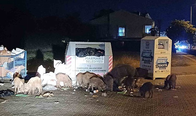 Marmaris Belediyesi'nin duyarsızlığı şehri domuz çiftliğine çevirdi