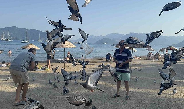 Marmaris Halk Plajı'nın kanatlı müdavimlerine vatandaşlardan ilgi
