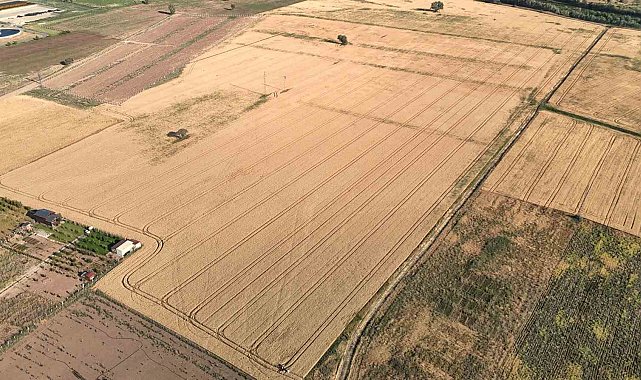 Melezlerden elde edilen 4 çeşit buğday, hasat için gün sayıyor