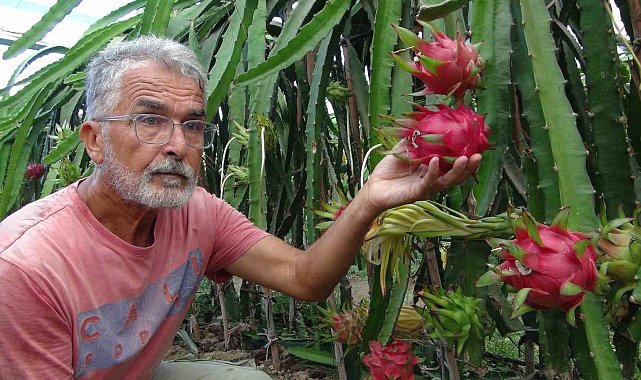 Mersin'de pitaya bahçelerinde hasat başladı