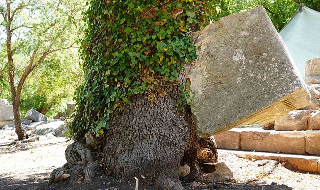 Meşe ağacı lahit parçasını havaya kaldırdı: Termessos'ta doğa tarihe sahip çıktı