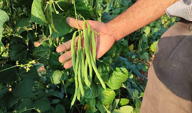 Meşhur Çameli sırık fasulyesinde hasat zamanı