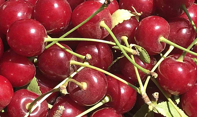 Meyve suyu ve reçel fabrikaları vişnede beklenen kaliteli ürün gelmeyince fiyatı düşürdü