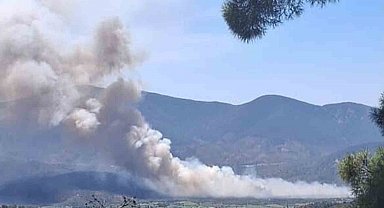 Milas Pınarcık'ta makilik ve zeytinlik alan yangını