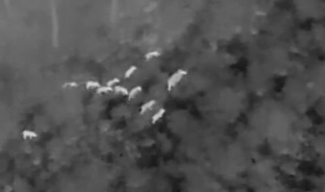 Milli Park'ta yaban domuzlarıyla etkin mücadele devam ediyor