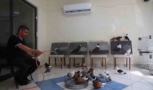 Milyonluk yerli ırk güvercinlere kavurucu sıcakta 5 yıldızlı otel konforunda hizmet