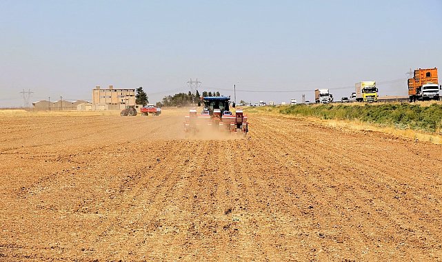 Mısır ekimi yasağına rağmen kaçak sulama, enerji altyapısını tehdit ediyor