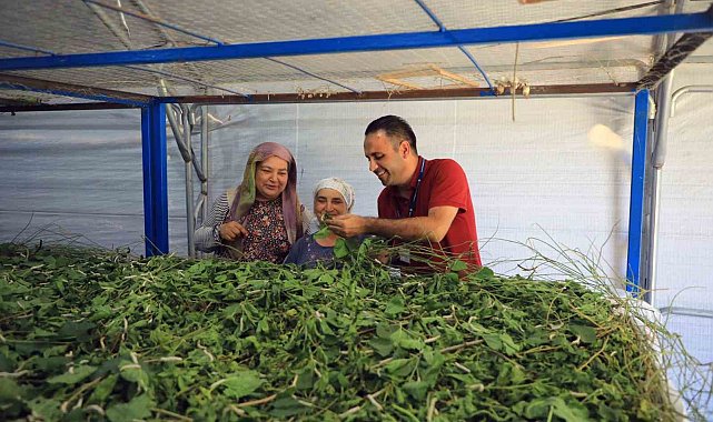 Muğla Büyükşehir'den ipekböcekçiliğine tam destek