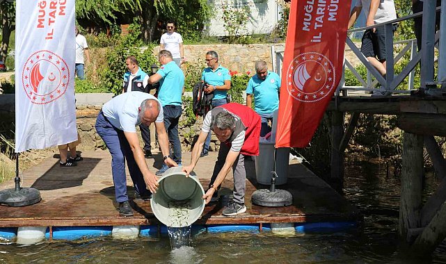 Muğla'da 205 bin sazan yavrusu su kaynaklarına bırakıldı