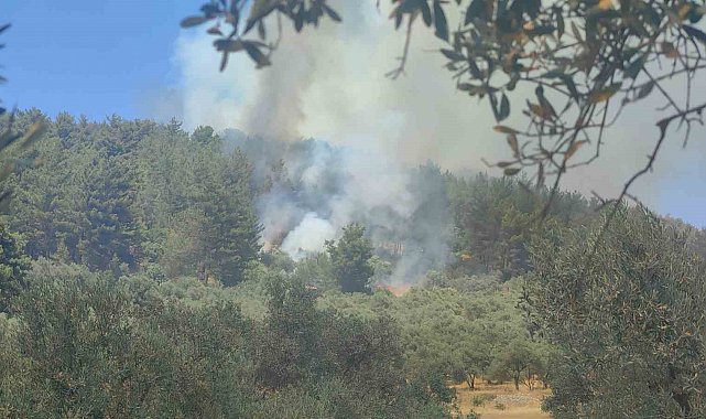 Muğla'da orman yangını