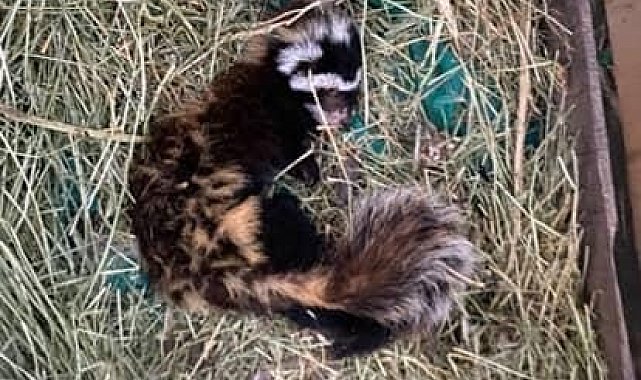 Muş'ta nesli tehlike altındaki 'alaca sansar' görüntülendi