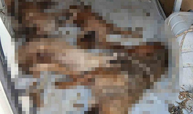 Nakil aracı değil, ölüm kafesi