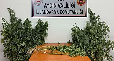 Nazilli'de uyuşturucu operasyonu