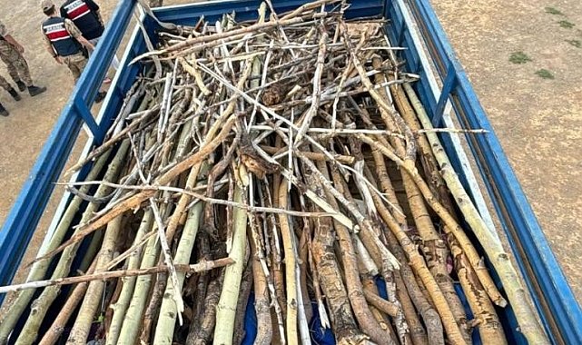 Nemrut Kalderası'nda kaçak ağaç kesimi yapan 3 kişi yakalandı