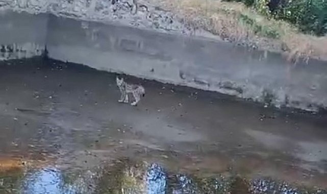 Nesli tehdit altındaki vaşak Elazığ'da görüntülendi